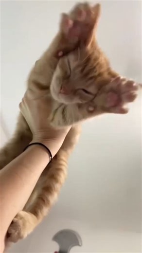 Cat_nip on Instagram: "Small pawas BIG drama in the house 😼🏠 #catsofinstagram #funnyvideos #trending #reels #cute #cat #catsfollowers #catslovers #trending #crazycats #smallpawa #bigdrama #house #cat"