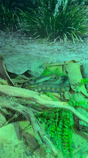 1.2K views · 67 reactions | Just the two of us  Meet our Australian Tiger Snakes (Notechis scutatus) — proving opposites really do attract! Different colours, different homes, but totally smitten.  Canberra Reptile Zoo — your trusted matchmaking service for all things scaly. #CanberraReptileZoo #TigerSnake #NotechisScutatus #LoveIsInTheScales #ScalyLove #AussieWildlife #ReptileRomance #JustTheTwoOfUs #VisitCanberra #ReptileZoo #SnakesOfAustralia | Canberra Reptile Zoo | Facebook