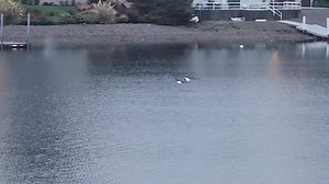 Bald Eagles hunting this morning.. | Mike Schatz