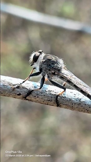 Robberfly