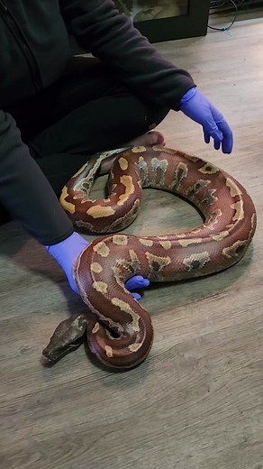 Don't worry, he'll be a thick boy in no time! #reptilerescue #reptile #snake #bloodpython #exoticpets #animalrescue