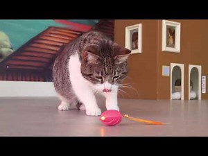 SmartyKat® Crazy Cruiser™ electronic cat toy