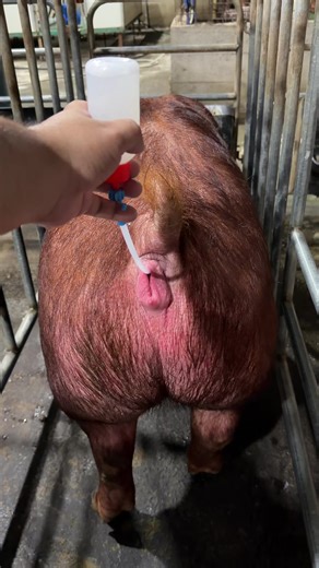 Inseminando💉🧬✅#viral #fyp #parati