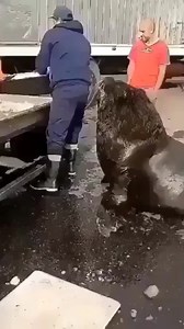 The sea lion is waiting so patiently. What a handsome boy 💗💗 | Creature Trending