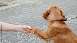 English cocker spaniel dog gives paw to a man. The doggy greets. Dog paw and human hand doing handshake. Owner training trick with dog friend. Friendship love support team concept. Friendly pet.