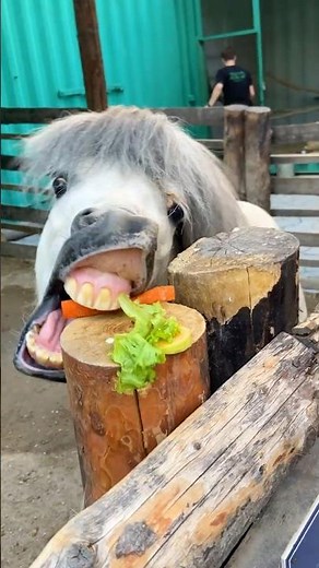 Interesting Facts About Pony's Teeth!