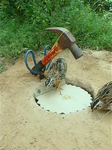 Unique Bird Trap Ideas Using Simple Tools