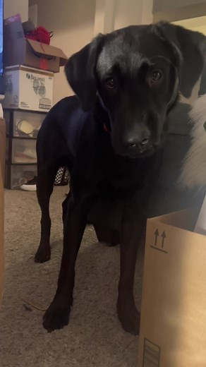 my crazy lab #labrador #fyp #funnyvideos #dogsoftiktok