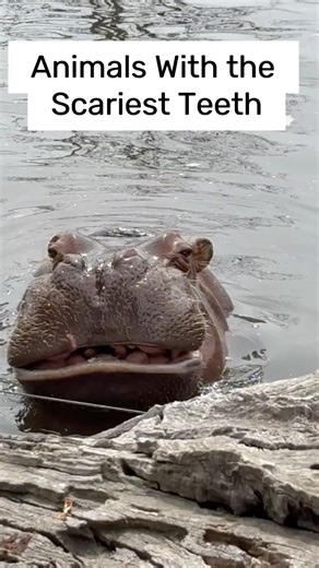Animals With the Scariest Teeth