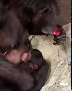 610K views · 35K reactions | The heartwarming moment a chimpanzee is reunited with her baby. ❤ | News.com.au | Facebook