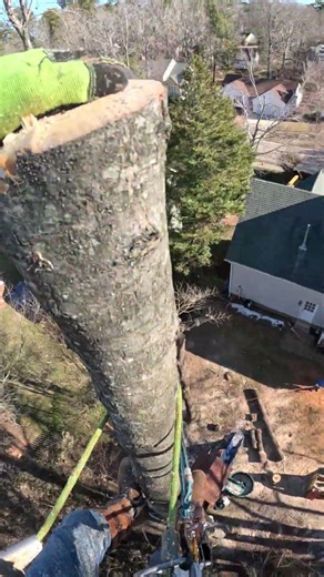 Removing a sweet gum tree.#treeclimbers #treeworkers #arborist #arboleros #treelife treecompany #fyp