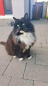 ACE Acting Like Sanitation Inspector While Visit to the Park 🐱😂