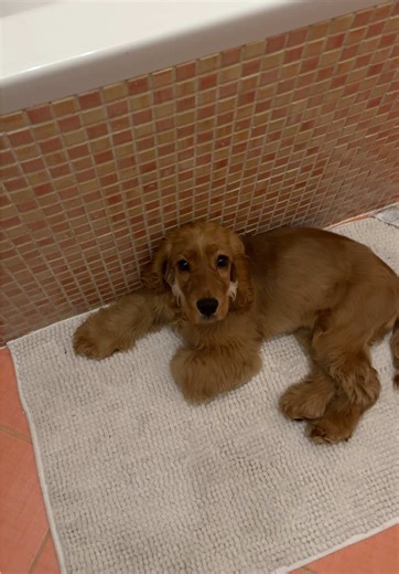 #cockerspaniel #englishcockerspaniel #puppy | Cocker Spaniel