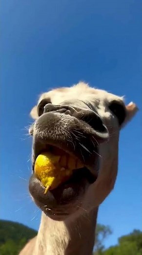 🫏💖 This happy little donkey just can’t stop smiling while munching on grass! 🌿✨
