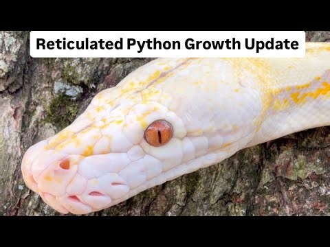 My 2.5 Year Old Reticulated Python (Reticulated Python Growth) 