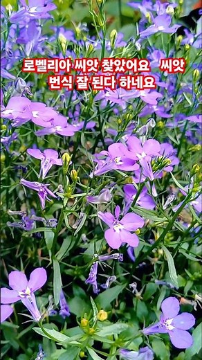 #김용빈 #로벨리아 씨앗번식 씨앗파종 삽목 로벨리아 가지치기는 머리카락 숱치듯이 살짝 살짝 치시고 씨앗 있는지 확인 하세요