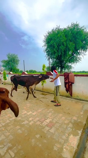 Nice song biru Katariya | Team Kalu Kudal