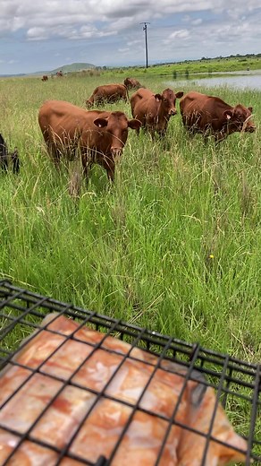 Bonsmara Cattle Farming in South Africa - Summer Fun at the Farm