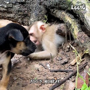 3.7K views · 12 reactions | God! Please sending help to pity tree rat now | Qie's Pets | Facebook