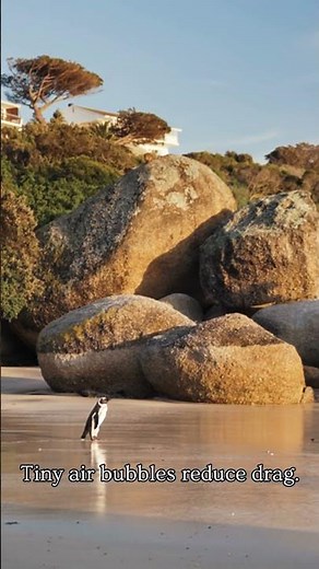 Penguins' Incredible Leap Secret!