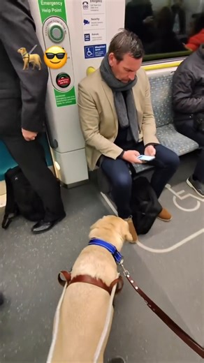 He Never Walks Alone #GuideDog #ServiceDog #AnimalLove #Kindness #heartwarming 🎥 Credit: @solo.guiding.tony | guidedogsaustralia | Liam's Stories