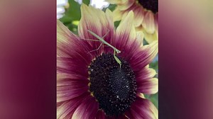 Paintings in disguise | PhotoLink Library