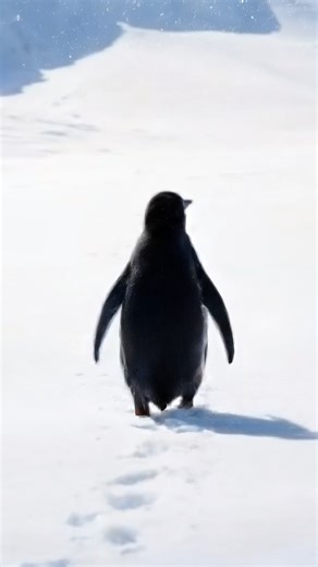 Only a few days remaining! Enjoy 50% off on IELTS, PTE, TOEFL, SAT, GRE, GMAT, and DET classes. Secure your spot today. #IELTS #SAT #PTE #TOEFL #GRE #GMAT #duolingo | Orbit International Education