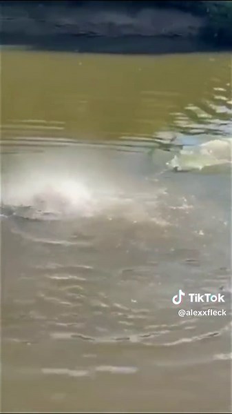 Understanding Piranhas in the Amazon River