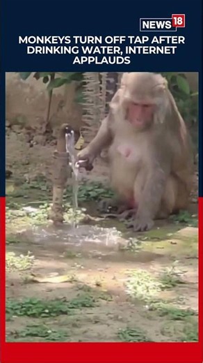 Uttarakhand Police Share Heartwarming Video of Monkeys Turning Off Tap After Drinking Water