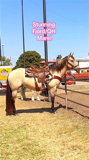 This mare is drop dead gorgeous!!! #buckskin #auctionhorse #buyinghorses | Free Spirit Equestrian