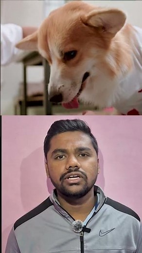 Dog Itching and Dandruff Causes | Why Your Dog Keeps Scratching & How to Fix It