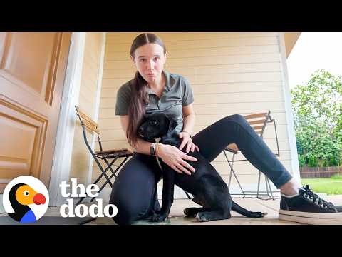 How Did A Dog This Perfect End Up On Someone’s Porch? | The Dodo