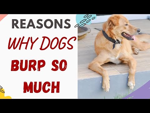 Why Does My Dog Burp So Much - Explained and Answered