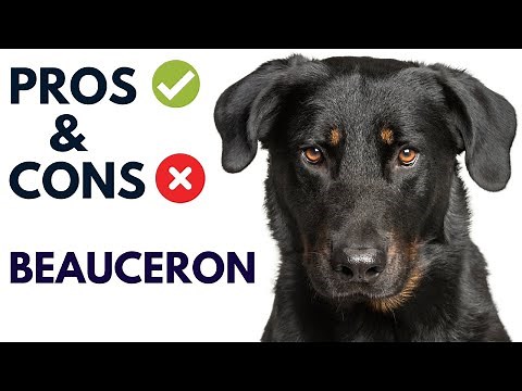 Beauceron Dog Pros and Cons | Beauceron Advantages and Disadvantages#AnimalPlatoon