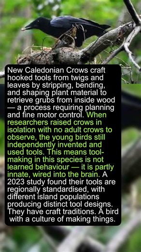 New Caledonian Crows Make Hooked Tools They Have Never Been Taught to Make #shorts