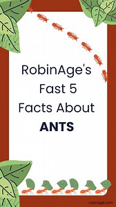 Ants are social insects. They live in organised communities and are found almost everywhere. There are more than 12,000 different types of ants. Ants eat various kinds of food depending on their type. Check out this reel to discover more facts about ants! #LearnWithRobinAge #Ants #AntFacts #FastFacts #FactsforKids #Fast5Facts #FileOFacts | RobinAge: India's Favourite Newspaper for Children