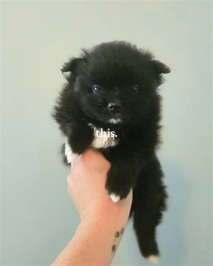 This sweet boy, called Crow right now. Litter n pad trained, started in crate training, exposed to dogs n cats n people of all sizes n personalities. Hes ready for Deposit, ready to leave in a few short weeks! Charting 7ish pounds when fully grown. Ps slight reduction on his price ♡ | StoryBook Pomeranians