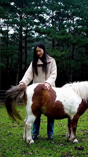 From the Islands to the Farm The Shetland Pony Journey