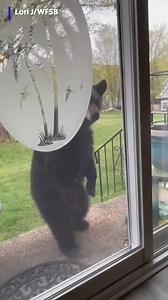 This young bear and cat definitely didn't know what to think of each other! #bear #cat #cuteanimals #wildlife #wildanimals | Action News 5