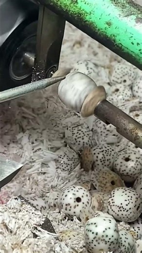 The process of cutting nut beads- Good tools and machinery make work easy