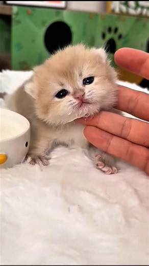 Cute kitten didn't want to drink milk 🤭😂😍#funny #cat #pets #comedy