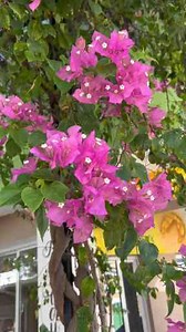 The Street You Can't Miss In Puerto Plata Cruise Port