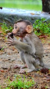 4K views · 285 reactions | Tara! She captures a little monkey but fails to breastfeed it.#monkey #arcticmonkeys #monkeys #monkeydluffy #chunkymonkey #cheekymonkey #monkeybusiness #mymonkey #littlemonkey #monkeyface #monkeyforest #sockmonkey #monkeyseemonkeydo #articmonkeys #theyellowmonkey #yearofthemonkey #monkeybars #monkeyingaround #greasemonkey #monkeybeach #babymonkey #monkeylove #mylittlemonkey #gasmonkey #gasmonkeygarage #monkeyisland #ThornthepTraivut | Thornthep Traivut | Facebook
