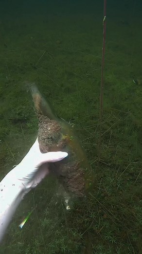 Experience the Thrill of Lake Snorkeling: A Journey with Swimmers Swim