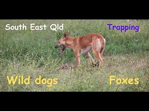 Wild dog control in SE Qld