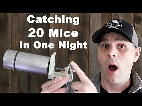 Impressive Mousetrap Catches 20 Mice In One Night. Mousetrap Monday