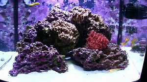 Jeremy Meyer's 29 Gallon Biocube