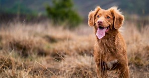 Beagle vs Yorkshire Terrier: Complete Breed Comparison - WowPooch