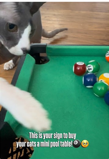 Grabbed this mini pool table today on @OfferUp ! My kids are in need of some enrichment toys while I’m at work! So I thought this would be great!! Shoutout to David and his wife for parting with this! They were happy it was going to great use!! Mishka and Nermal love it! 😻😻 #minipooltable #cattoys #catenrichment #sphynx #russianbluecat