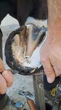 Even a Horse Needs Beautiful Nails – You Won’t Believe How It’s Done!